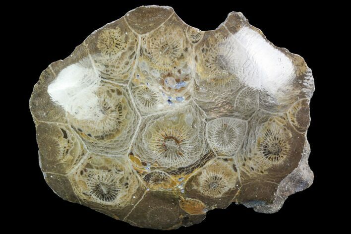Polished Fossil Coral (Actinocyathus) - Morocco #100610